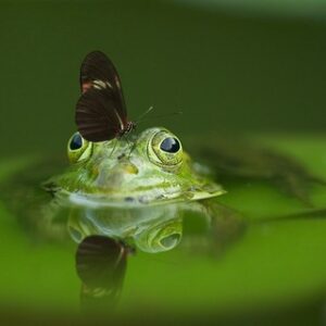 Solve Any Problem in 3 Simple Steps - Online Course